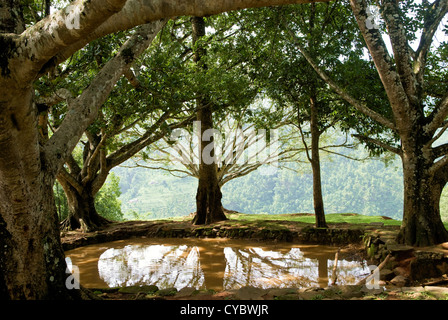 Alberi circonda un laghetto artificiale situato in cima ad una collina vicino Arughat, Nepal Foto Stock