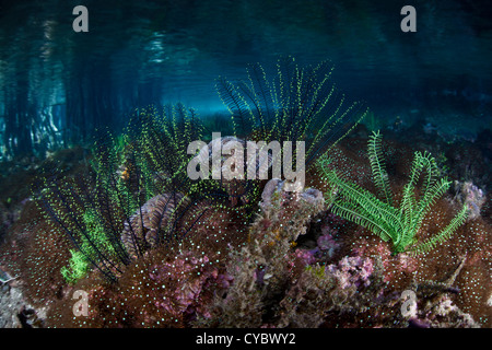 I bracci articolati di crinoidi, o stelle piuma, raggiungere la colonna di acqua sul bordo di una mangrovia in Raja Ampat. Foto Stock