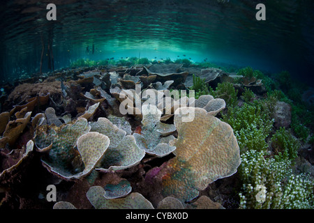 Foliose coralli crescono nei bassifondi vicino le ombre di una foresta di mangrovie in Alyui Bay, Raja Ampat, Indonesia. Foto Stock