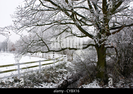 Albero coperto con trasformata per forte gradiente frost accanto a un paddock recintato Foto Stock