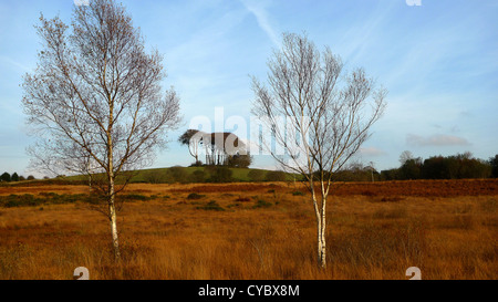 Terra incolta con argento di betulle in inverno, Gorseinon, Swansea, Galles. Foto Stock