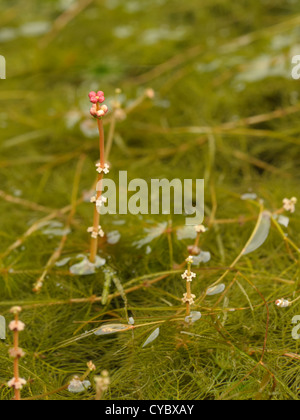 Acqua Spiked-achillea, Myriophyllum spicatum Foto Stock