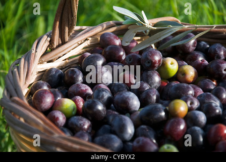 Appena raccolte le olive nel cestello Foto Stock