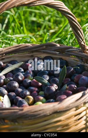 Appena raccolte le olive nel cestello Foto Stock