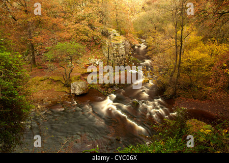 Il fiume Mellte fluente attraverso di latifoglie Bosco autunnale, vicino Ystradfellte, Brecon Beacons, POWYS, GALLES. Foto Stock