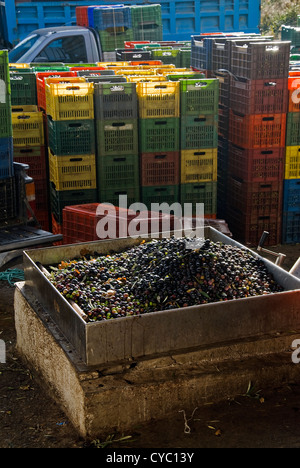 Olive raccolte appena prima della pressatura in frantoio sulla penisola di Pelion, Tessaglia, Grecia Foto Stock