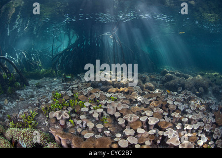 Raggi di sole verso il basso attraverso il baldacchino della foresta di mangrovie e su un giardino di corallo che cresce in Raja Ampat, Indonesia. Foto Stock