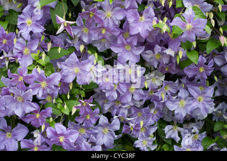 Immagine di sfondo di una scalata clemetis Foto Stock