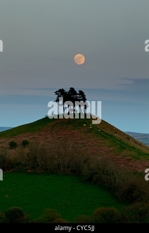 La luna piena con un incremento di oltre il Caledonian pini Colmer's Hill. La collina è un caratteristico punto di riferimento locale nella zona Bridport Foto Stock