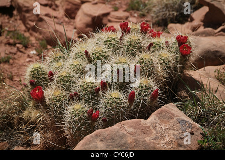 Un Riccio cactus in fiore. Nome scientifico: Echinocereus coccineus Foto Stock