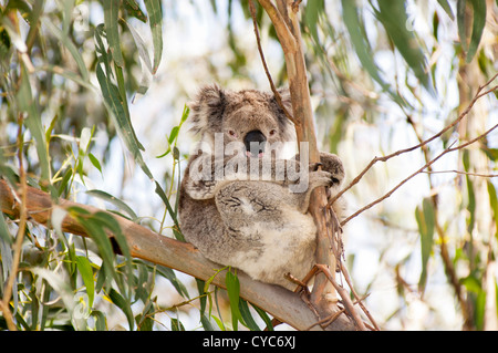 Il Koala portano allo stato selvatico in gomma alberi in Australia Foto Stock