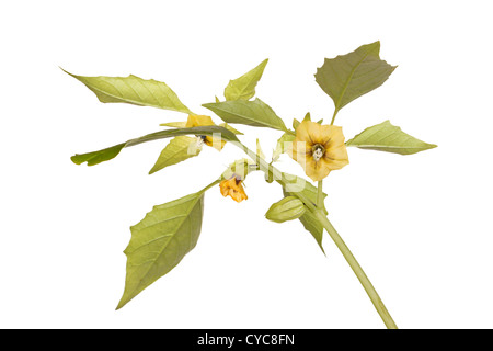 Fiori e foglie di una pianta tomatillo Foto Stock