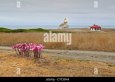 Punto Cabrillo faro e Amaryllis in un giorno nuvoloso Foto Stock