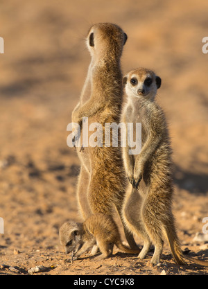 Suricate meerkat duo con baby Foto Stock