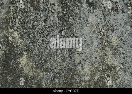 Texture di fungo su una parete Foto Stock