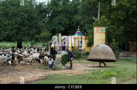 Indian pastori imbrancandosi addomesticati capre nelle zone rurali campagna indiana. Andhra Pradesh, India Foto Stock