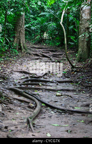 Giungla circostante il magnifico antiche rovine di Tikal, Guatemala. Foto Stock