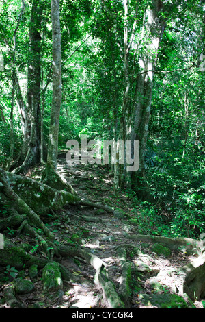 Percorso attraverso la giungla lussureggiante che circonda le magnifiche rovine maya di Tikal. Foto Stock