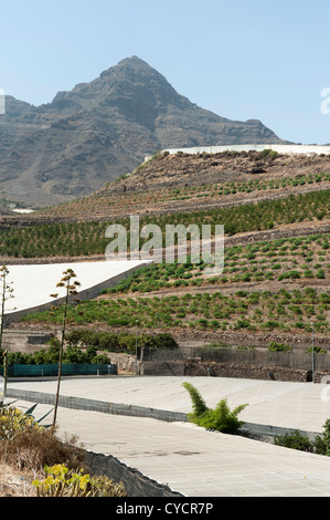 Agricoltura nella valle di Aldea Gran Canaria Isole Canarie Spagna con ombreggiatura sulle piante per prevenire la bruciatura del sole