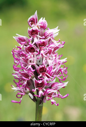 Testa di fiori di Orchide omiciattolo Orchis simia cresce a Park gate verso il basso nel Kent Foto Stock