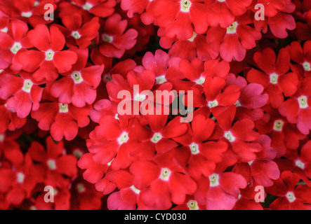 Gruppo di fiori di colore rosso sfondo Foto Stock