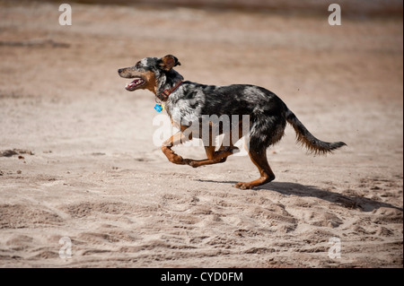 Un Catahoula Leopard dog al Rio Grande nel Nuovo Messico Foto Stock