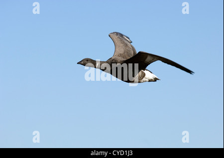 Brent oche (Branta bernicla) Foto Stock