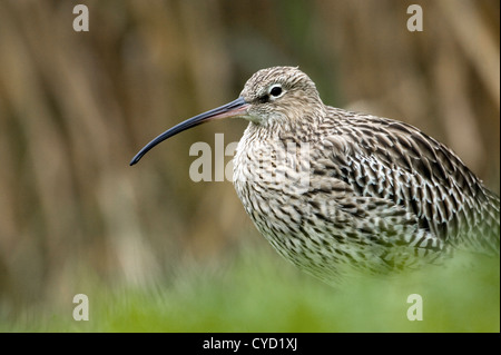 Eurasian curlew (Numenius arquata) Foto Stock