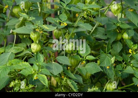 PHYSALIS IXOCARPA VIOLA Foto Stock