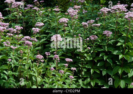 EUPATORIUM CANNABINUM Foto Stock