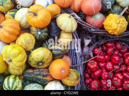 Autunno zucche colorate Foto Stock