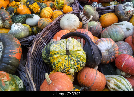 Autunno colorato sfondo di zucca Foto Stock