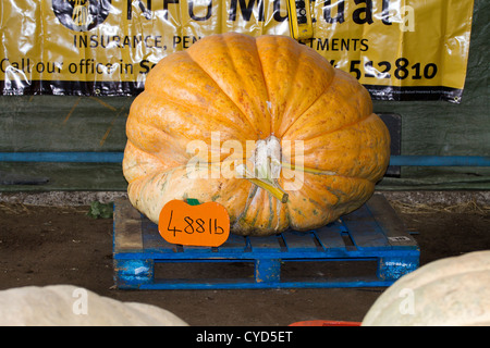 Zucche di grandi dimensioni che è stato immesso per un concorso in Southport per una celebrazione nei pressi di Halloween Foto Stock