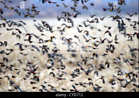 Gregge di rosso-winged merli & giallo-guidato merli a Bosque del Apache Wildlife Refuge, nuovo Messico, STATI UNITI D'AMERICA Foto Stock