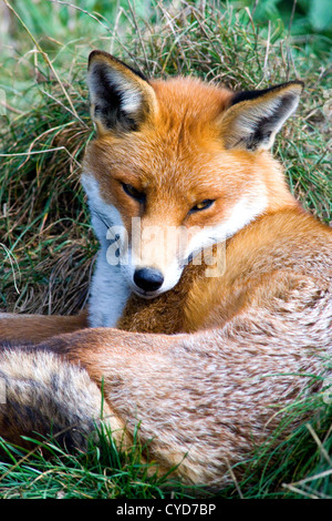 Red Fox (Vulpes vulpes vulpes) Foto Stock