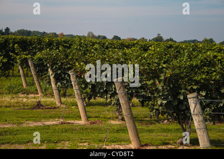 Vigneto in Wine Country Ontario Canada Foto Stock