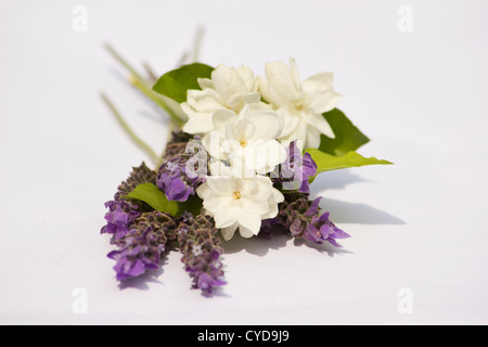 Le talee di lavanda e gelsomino su sfondo bianco Foto Stock