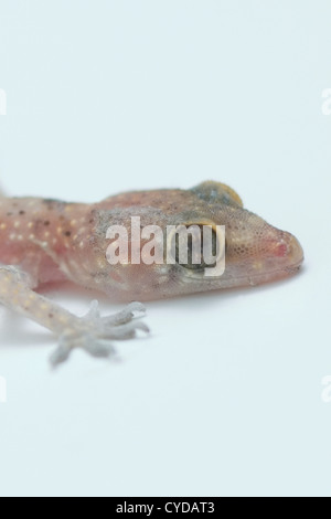 Testa di Baby Gecko - Gekkonidae Foto Stock