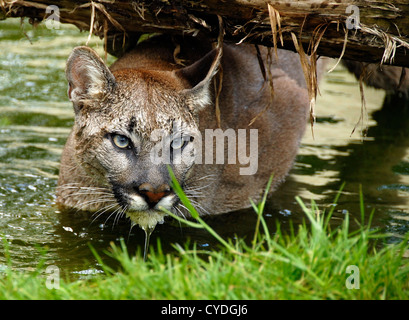 Puma nuotare sotto log Foto Stock