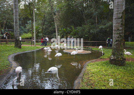 Le persone al Flamingo enclosure al Parque das Aves (parco degli uccelli), Iguacu, Parana, Brasile Foto Stock