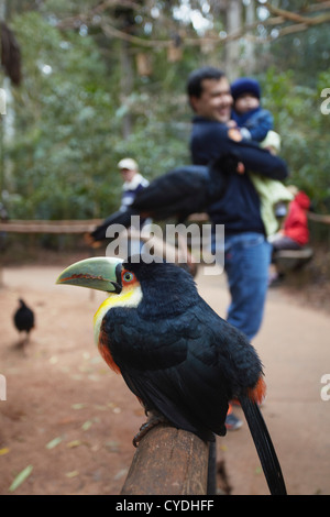 Red-breasted Toucan al Parque das Aves (parco degli uccelli), Iguacu, Parana, Brasile Foto Stock