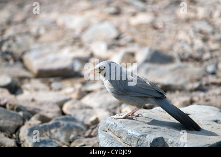 Jungle Babbler sul terreno Foto Stock