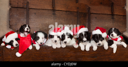 Otto piccoli 5 settimane vecchio Border Collie cuccioli con natale cappelli di Babbo Natale Foto Stock