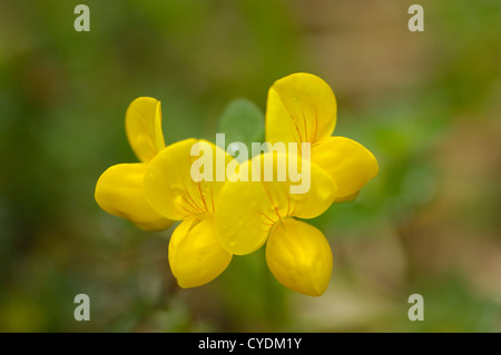 Alpine fiori selvatici, Dolomiti, Italia Foto Stock