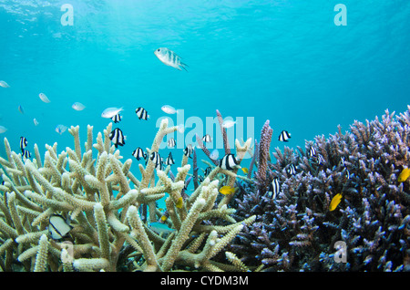 Coral reef al largo della costa di Isola di Ishigaki, Okinawa, in Giappone. Foto Stock