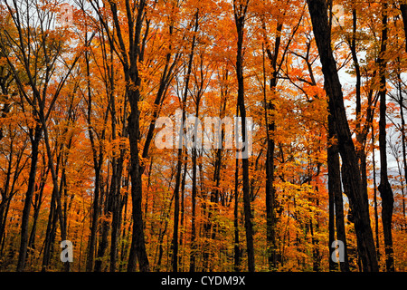 La tettoia di foglie nella foresta di acero, autunno, Algonquin Provincial Park, Ontario, Canada Foto Stock