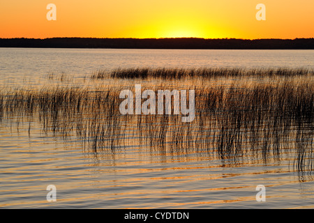 Canneti sul lago Mindemoya presso sunrise, Manitoulin è. Mindemoya, Ontario, Canada Foto Stock