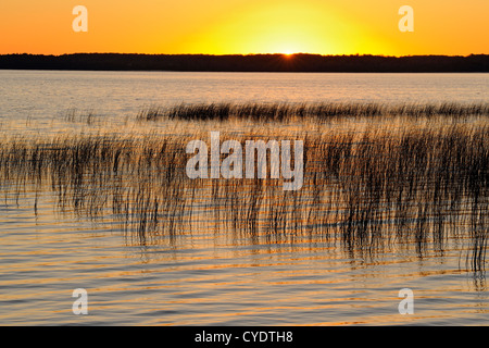 Canneti sul lago Mindemoya presso sunrise, Manitoulin è. Mindemoya, Ontario, Canada Foto Stock