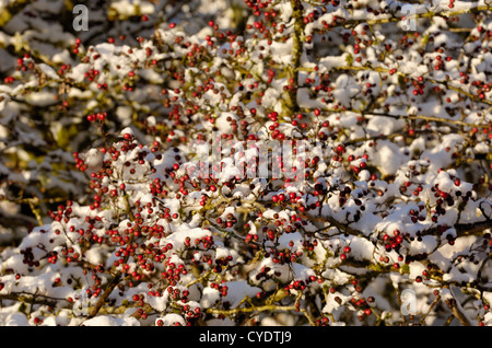 Biancospino bacche in inverno la neve, Dumfries & Galloway, Scozia Foto Stock