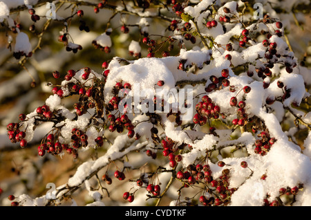 Biancospino bacche in inverno la neve, Dumfries & Galloway, Scozia Foto Stock